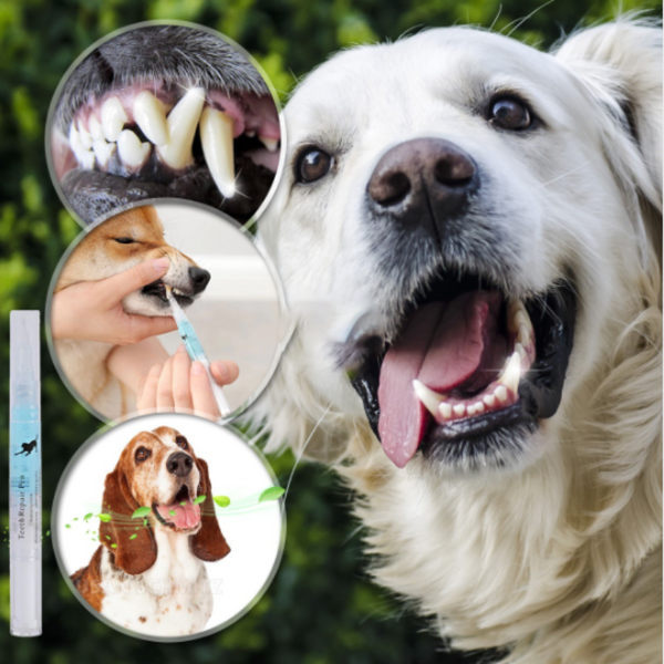 PET TEETH CLEANING REPAIR KIT