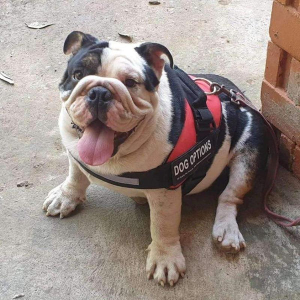 PERSONALIZED CUSTOM DOG HARNESS