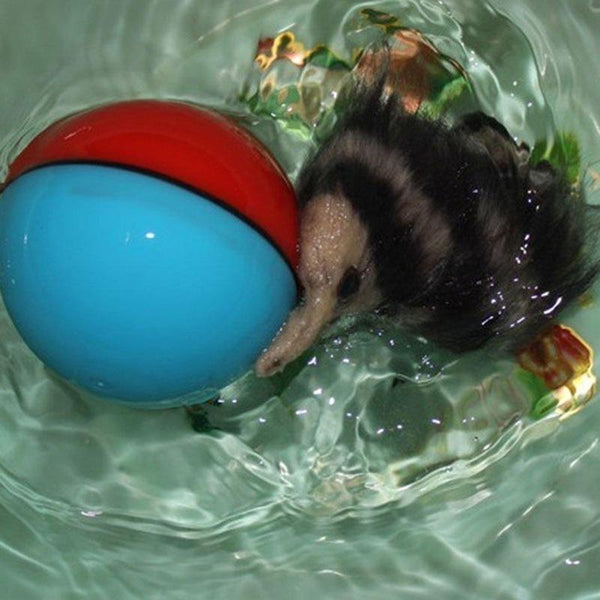 ELECTRIC BEAVER ROLLING WEASEL TOY