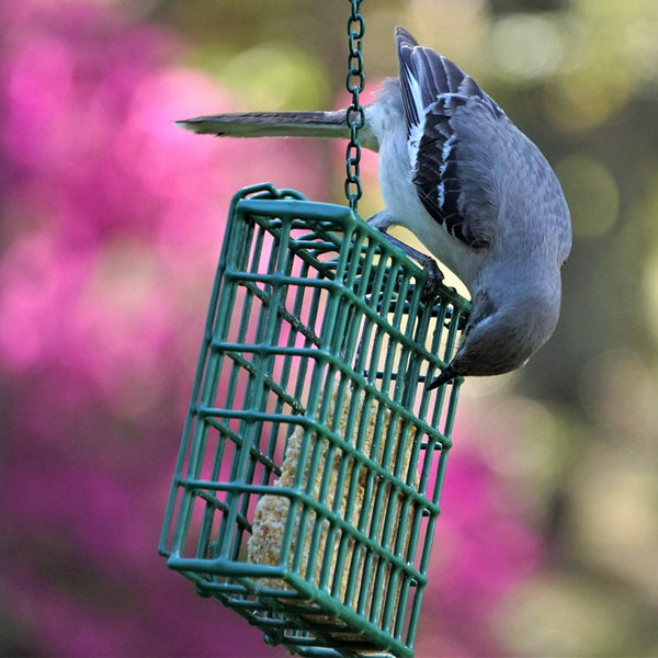 BIRD FOOD FEEDER SUET CONTAINER
