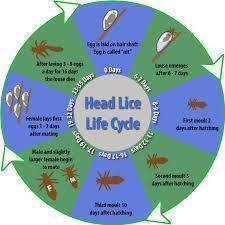 Automatic Electric Head Lice Eliminator