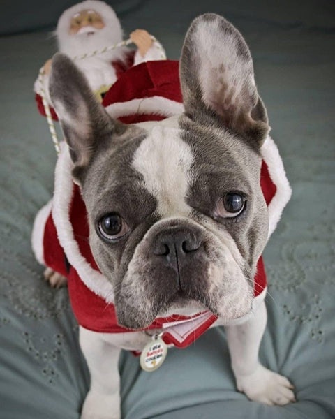 SantasHelper - Xmas Dog Costume