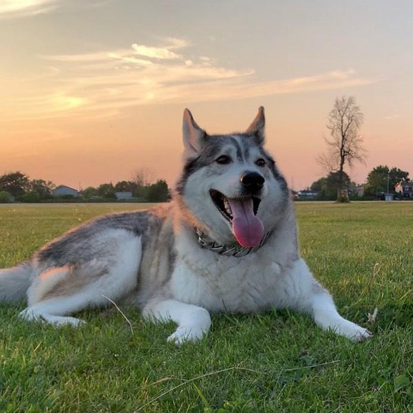 PET DOG CHAIN COLLAR