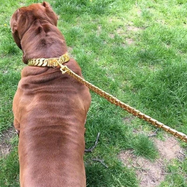 DOG CHAIN COLLAR LEASH
