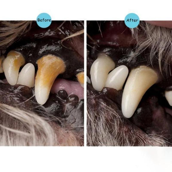 PET TEETH CLEANING REPAIR KIT