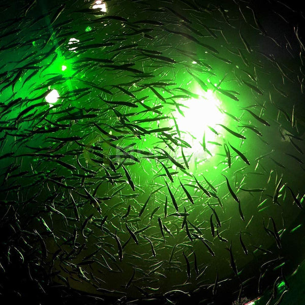 LED UNDERWATER FISHING LIGHT