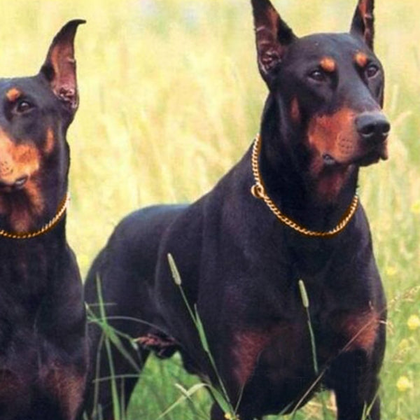 PET DOG CHAIN COLLAR