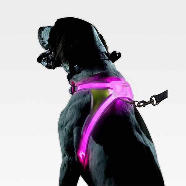 LED SAFETY DOG HARNESS