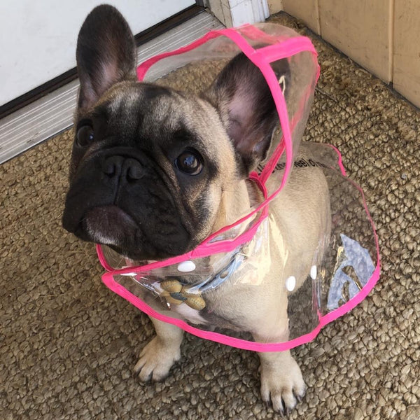 TRANSPARENT DOG RAINCOAT JACKET