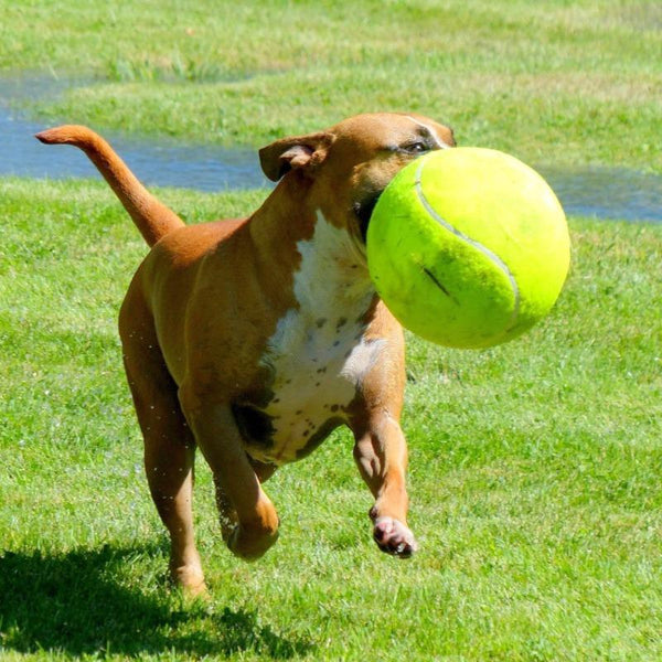 GIANT TENNIS BALL PET TOY