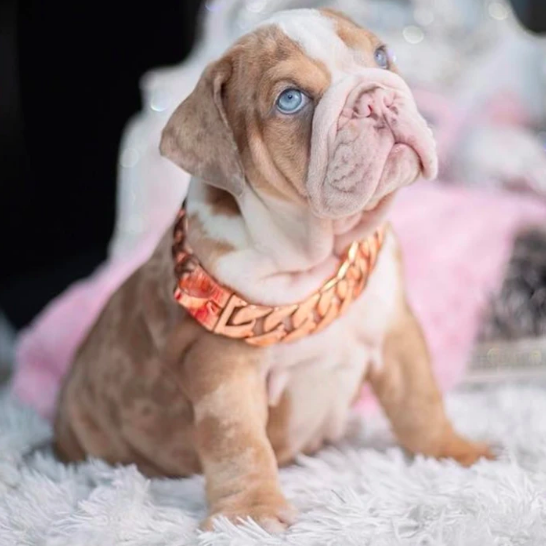 CUBAN CHAIN DOG COLLAR