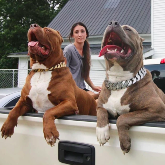 CUBAN CHAIN DOG COLLAR