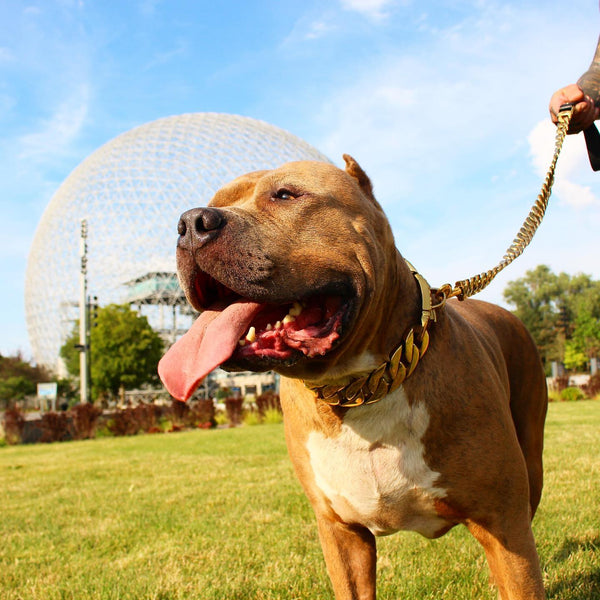 PET DOG CHAIN COLLAR