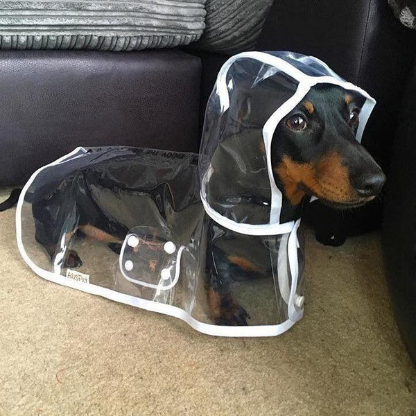 TRANSPARENT DOG RAINCOAT JACKET