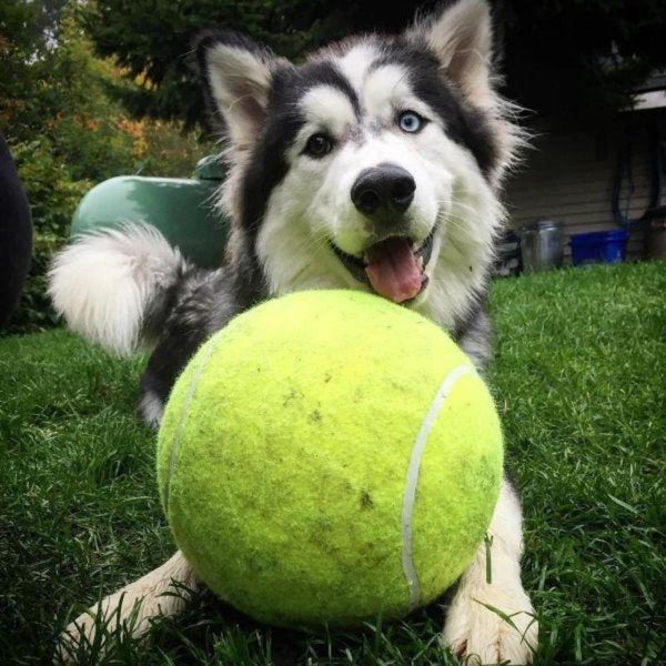 GIANT TENNIS BALL PET TOY